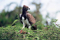 Martial eagle {Polemaetus bellicosus} feeding on Bustard Serengeti NP, Tanzania
