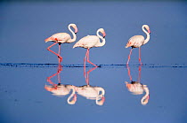 Three Greater flamingos {Phoenicopterus ruber} Serengeti NP, Tanzania