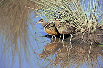 Two male Painted snipe in water {Rostratula benghalensis} Serengeti NP, Tanzania