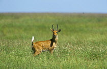 Bohor reedbuck (Redunca redunca) male in grassland, Serengeti NP, Tanzania