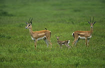 Grant's gazelle {Gazella granti} pair with young, Serengeti NP, Tanzania