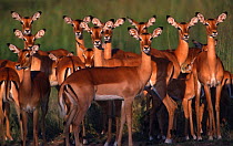 Impala female herd {Aepyceros melampus} Serengeti National Park, Tanzania