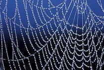 Dew droplets on spider's web, USA