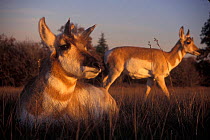 Two Pronghorn antelope females {Antilocapra americana} Hart mtn NWR, Oregon, USA