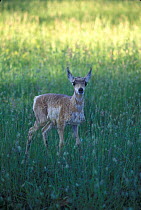 Pronghorn antelope calf {Antilocapra americana} Hart mtn NWR, Oregon, USA