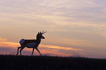 Silhouette of Pronghorn antelope at sunset {Antilocapra americana} Oregon, USA Hart Mountain