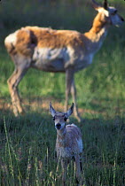 Pronghorn antelope calf + mother {Antilocapra americana} Hart mtn NWR, Oregon, USA