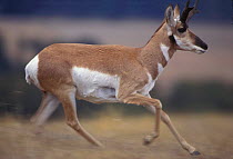 Male Pronghorn antelope running {Antilocapra americana} Hart mtn NWR, Oregon, USA. The proghorn has a maximum speed of 55mph but can also cruise at 40mph for as long as 30 minutes; the animal equivale...