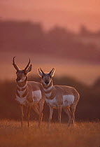 Pronghorn antelope pair {Antilocapra americana} Hart mtn NWR, Oregon, USA