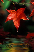 Water dropping off Sweet gum tree leaf {Liquidamber styraciflua} Oregon, USA