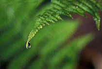 Water dropping off fern frond, USA