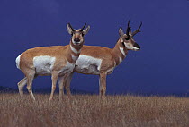 Pronghorn antelope pair {Antilocapra americana} Hart mtn NWR, Oregon, USA