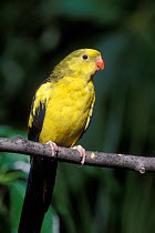 Regent parrot {Polytelis anthopeplus} captive, from Australia