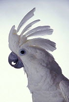 White cockatoo with crest raised {Cacatua alba} captive, from Indonesia