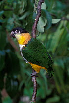 Black headed caique parrot {Pionites melanocephala} captive, from South America