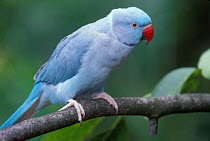 Blue phase of normally green Rose ringed parakeet {Psittacula krameri} female. Captive, USA.