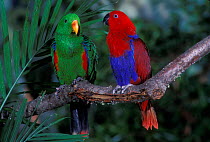 Eclectus parrot pair (female on right, male on left) {Eclectus roratus} captive