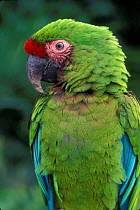 Military macaw {Ara militaris} captive, from South America