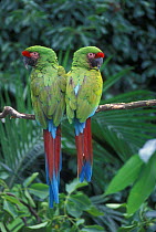 Pair of Military macaws {Ara militaris} captive, from South America