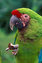 Military macaw feeding on nut from claw {Ara militaris} captive, from South America