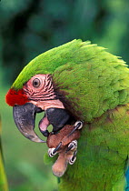 Military macaw feeding on nut from claw, note tongue {Ara militaris} captive, from South America