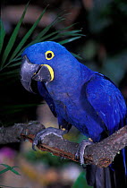 Hyacinth macaw portrait {Anodorhynchus hyacinthinus} captive, from South America