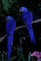 Hyacinth macaw pair {Anodorhynchus hyacinthinus} captive, from South America