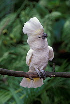 White cockatoo with crest raised {Cacatua alba} captive, from Indonesia
