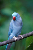 Blue phase of normally green Rose ringed parakeet {Psittacula krameri} female