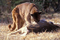Male Puma / mountain lion feeding on dead deer {Felis concolor} captive, Montana, USA