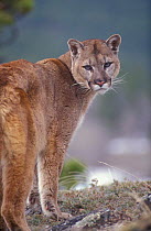 Male Puma / mountain lion portrait {Felis concolor} captive, Montana, USA