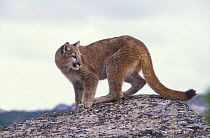 Juvenile female Puma / mountain lion {Felis concolor} captive, Montana, USA