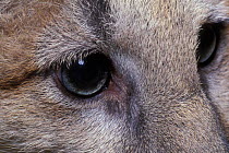 Juvenile female Puma / mountain lion, eye detail {Felis concolor} captive, Montana, USA