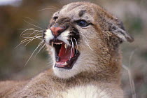 Juvenile female Puma / mountain lion snarling {Felis concolor} captive, Montana, USA