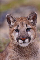 Juvenile female Puma / mountain lion portrait {Felis concolor} captive, Montana, USA