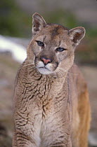 Male Puma / mountain lion portrait {Felis concolor} captive, Montana, USA