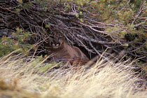 Juvenile female Puma / mountain lion hiding in tree {Felis concolor} captive,