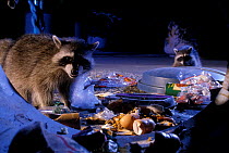 Raccoons raiding urban rubbish site {Procyon lotor} Oregon, USA