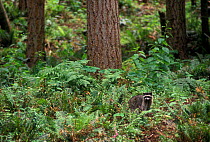 Raccoon foraging during the day {Procyon lotor} Washington, USA