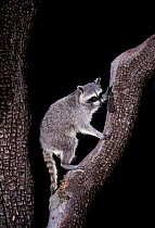 Raccoon in tree at night {Procyon lotor} Arizona, USA