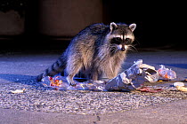 Raccoon raiding urban rubbish site {Procyon lotor} Oregon, USA