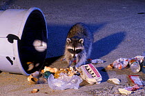 Raccoon raiding urban rubbish site {Procyon lotor} Oregon, USA
