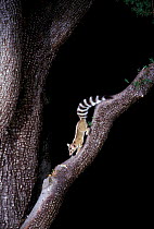 Ringtail cat {Bassariscus astutus} Coronado NF, Arizona, USA