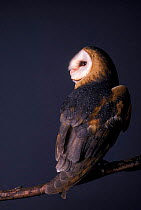 Barn owl turning head {Tyto alba} captive, USA