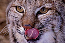 Male Bobcat licking lips {Felis rufus} captive, USA