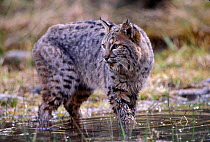 Male Bobcat in wetlands {Felis rufus} captive, USA