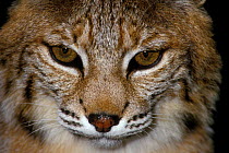 Male Bobcat portrait {Felis rufus} captive, USA