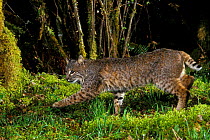Wild Bobcat on forest trail {Felis rufus} Oregon, USA