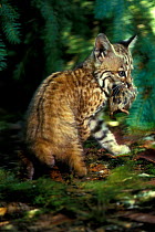 6-week-old Bobcat kitten with rodent prey in rehab centre {Felis rufus} Oregon, USA