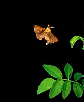 Male Western tent caterpillar moth flying at night {Malacosoma californicum}